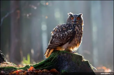 Dans quel ouvrage de Mary Higgins Clark le meurtrier se fait-il appeler "le hibou" ?