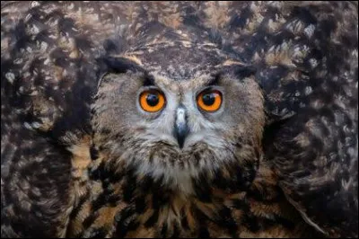 Dans la mythologie romaine, que laissait pr&eacute;sager le cri du hibou ?