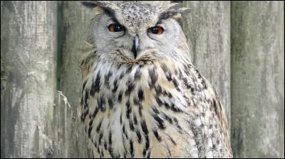 En quelle ann&eacute;e le papillon hibou a-t-il &eacute;t&eacute; d&eacute;crit pour la premi&egrave;re fois ?