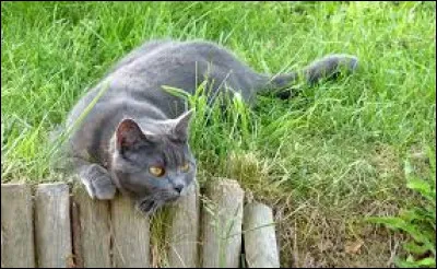 Qui parmi ces chats ne fait pas partie de sa famille ?