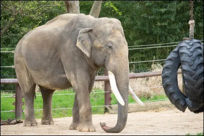 Selon toi, quels animaux pourraient te caract&eacute;riser le mieux ?