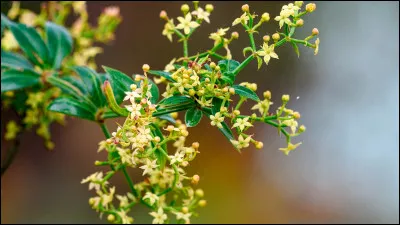 Qui a dit : "la meilleure cr&egrave;me de beaut&eacute;, c'est la bonne conscience" ?