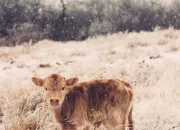 Quiz Les animaux de la ferme
