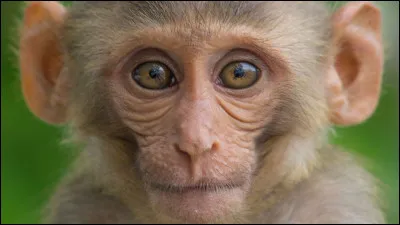Comment dit-on "singe" en espagnol ?
