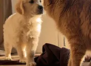Test Es-tu plus chien ou chat ?
