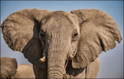 Quel est cet animal ?