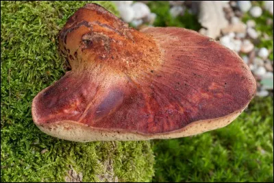 Avoir quelques connaissances sur les champignons sera un atout !