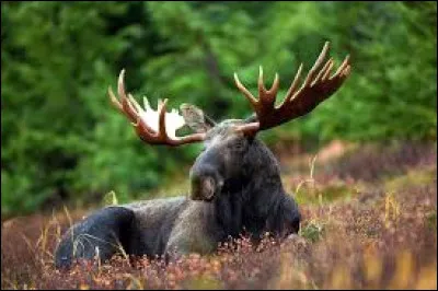 Quel est cet animal ?