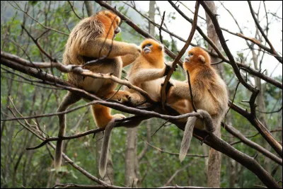 Pairi Daiza est un tr&egrave;s grand parc animalier et un jardin des mondes situ&eacute; &agrave; Brugelette, en Belgique. Souvent &eacute;lu meilleur zoo d'Europe, il invite &agrave; un voyage &agrave; travers les continents pour d&eacute;couvrir plus de 7 500 animaux. Bien avant de devenir le parc animalier de renomm&eacute;e mondiale qu'il est aujourd'hui, comment s'appelait &agrave; l'origine le territoire de Pairi Daiza ?