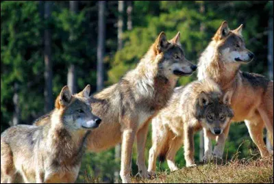 Le m&acirc;le alpha dans une meute de loups est celui qui a vaincu tous ses rivaux dans de violents combats.
