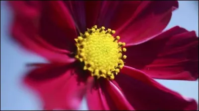 Dans une chanson populaire, les roses sont de quelle r&eacute;gion fran&ccedil;aise ?