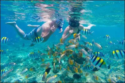 Quel loisir permet de d&eacute;couvrir les fonds marins en observant les poissons depuis la surface ?