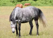 Test Quel galop as-tu ?