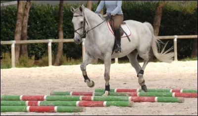 Au pas, sais-tu diriger ton cheval sur un trac&eacute; pr&eacute;cis ?