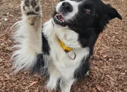 Test Border collie ou golden retriever ?