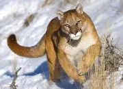 Quiz Le puma