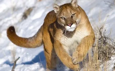 Quiz Animaux