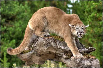 Sur quel continent le puma vit-il naturellement ?