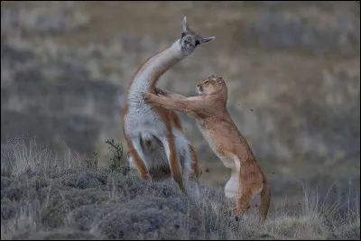 Le puma est principalement&hellip;