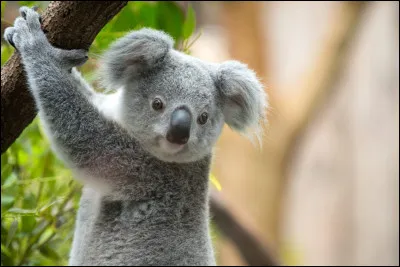 Les koalas poss&egrave;dent des empreintes digitales qui peuvent &ecirc;tre difficiles &agrave; distinguer de celles des humains.