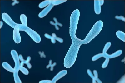 Le nombre de chromosomes humains est normalement de 46 dans les cellules somatiques.