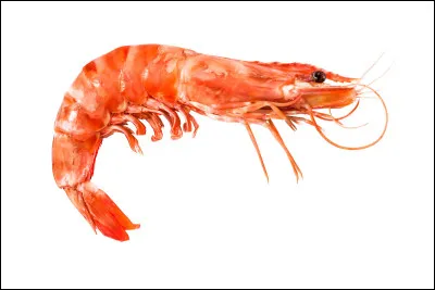 Le c&oelig;ur d'une crevette est situ&eacute; dans sa t&ecirc;te.