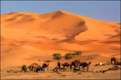 Le Sahara est le plus grand d&eacute;sert chaud du monde.