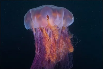 Les m&eacute;duses poss&egrave;dent un cerveau central comparable &agrave; celui des vert&eacute;br&eacute;s.