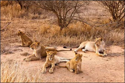 Le lion est le seul f&eacute;lin &agrave; vivre et chasser en groupe.