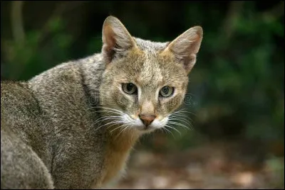 Le chat des marais est un excellent nageur.