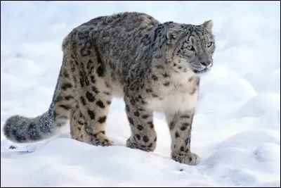 On trouve la panth&egrave;re des neiges &agrave; l'&eacute;tat sauvage dans les montagnes d'Am&eacute;rique du Nord.