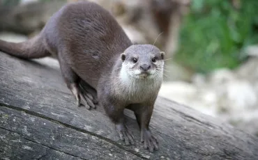 Quiz Animaux