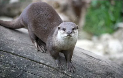 La loutre fait partie des rongeurs.