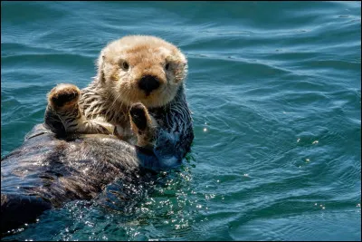 Les loutres de mer peuvent dormir en flottant sur le dos.