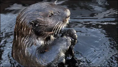 Les loutres de mer ont une tr&egrave;s mauvaise vision sous l'eau et comptent principalement sur leurs vibrisses (moustaches) pour chasser.