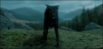 Qui est ce chien ?