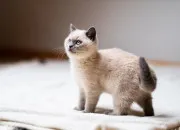 Test Le refuge pour chats #1