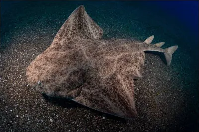 De quel groupe de poissons fait partie l'ange des mers ?