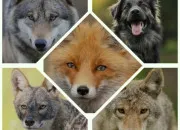 Test Quel est ton animal gardien canidé ?