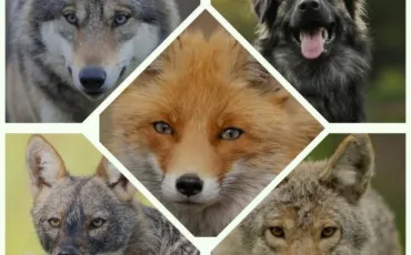 Quiz Test de personnalité