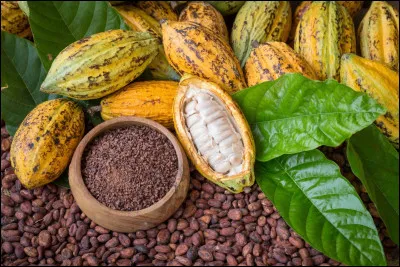 Quel grand peuple d'Am&eacute;rique centrale utilisait les f&egrave;ves de cacao comme monnaie d'&eacute;change et pour faire une boisson sacr&eacute;e am&egrave;re ?