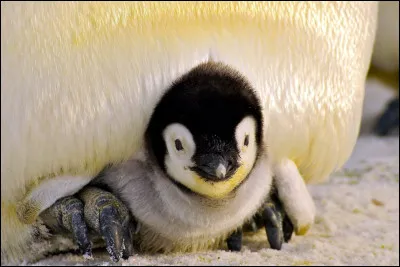 Comment s'appelle le b&eacute;b&eacute; du pingouin ?