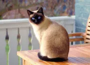 Test Refuge pour chat #2