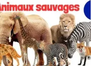 Quiz Le cri des animaux