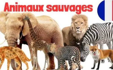 Quiz Animaux