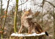Quiz Le lynx