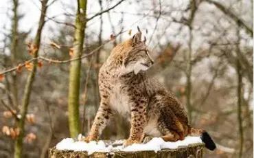 Quiz Felins