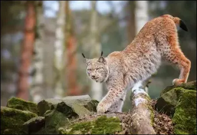 Le lynx est une esp&egrave;ce...