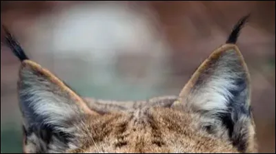 Comment s'appellent les poils noirs sur les oreilles du lynx ?