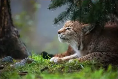 O&ugrave; vivent les lynx ?